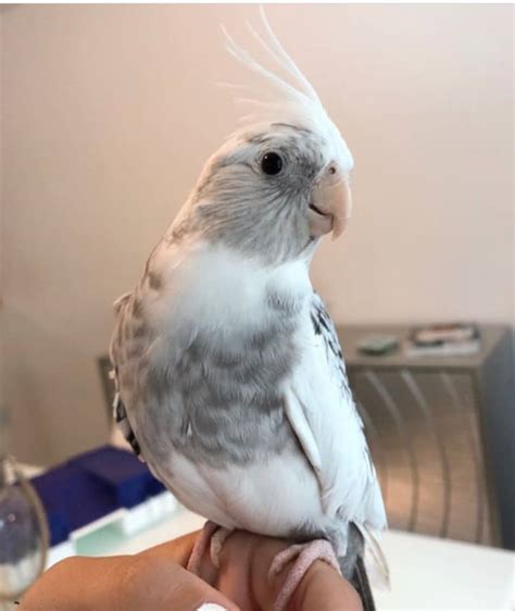 For optimal health, our <strong>cockatiels</strong> for <strong>sale</strong> thrive on a nutritious and specialized blend of Finch Farm <strong>cockatiel</strong> seed. . Cockatiel birds sale